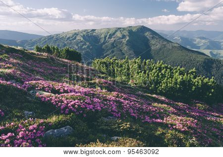 Glade mountain flowers. Sunny day in good weather. Carpathians, Ukraine, Europe. Color toning. Low contrast. Instagram effect