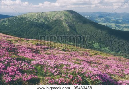 Summer flowers in the mountains. Sunny day. Carpathians, Ukraine, Europe. Color toning. Low contrast. Instagam effect