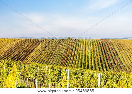 view of autumnal vineyards near Velke Bilovice, Czech Republic