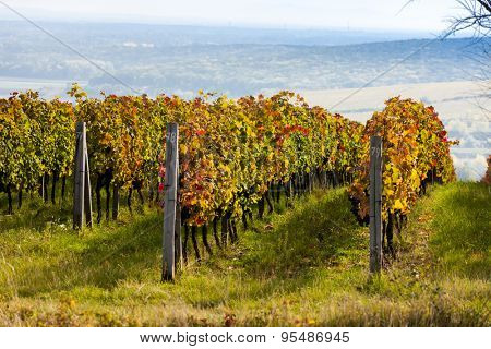 view of autumnal vineyards near Palava, Czech Republic