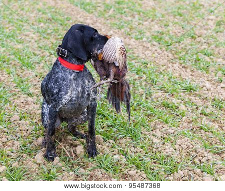 hunting dog with a catch