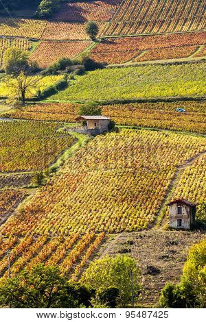 vineyards near Beaujeu, Beaujolais, Rhone-Alpes, France