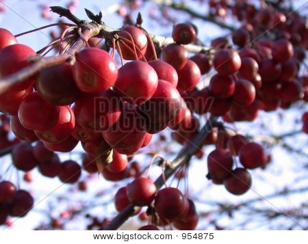Grappoli di bacche