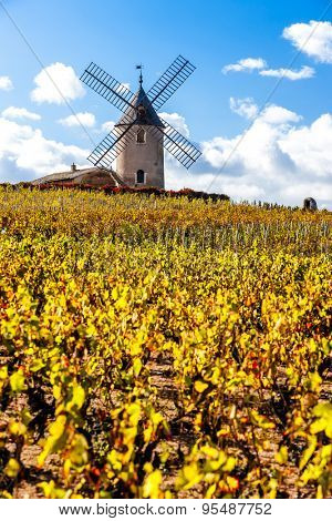 vineyard with windmill near Chenas, Beaujolais, Rhone-Alpes, France