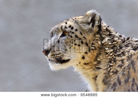 Leopardo de las Nieves-(Uncia uncia)