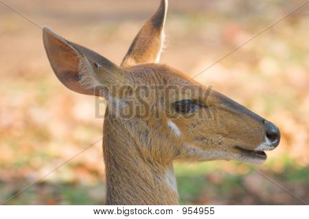 Bushbuck
