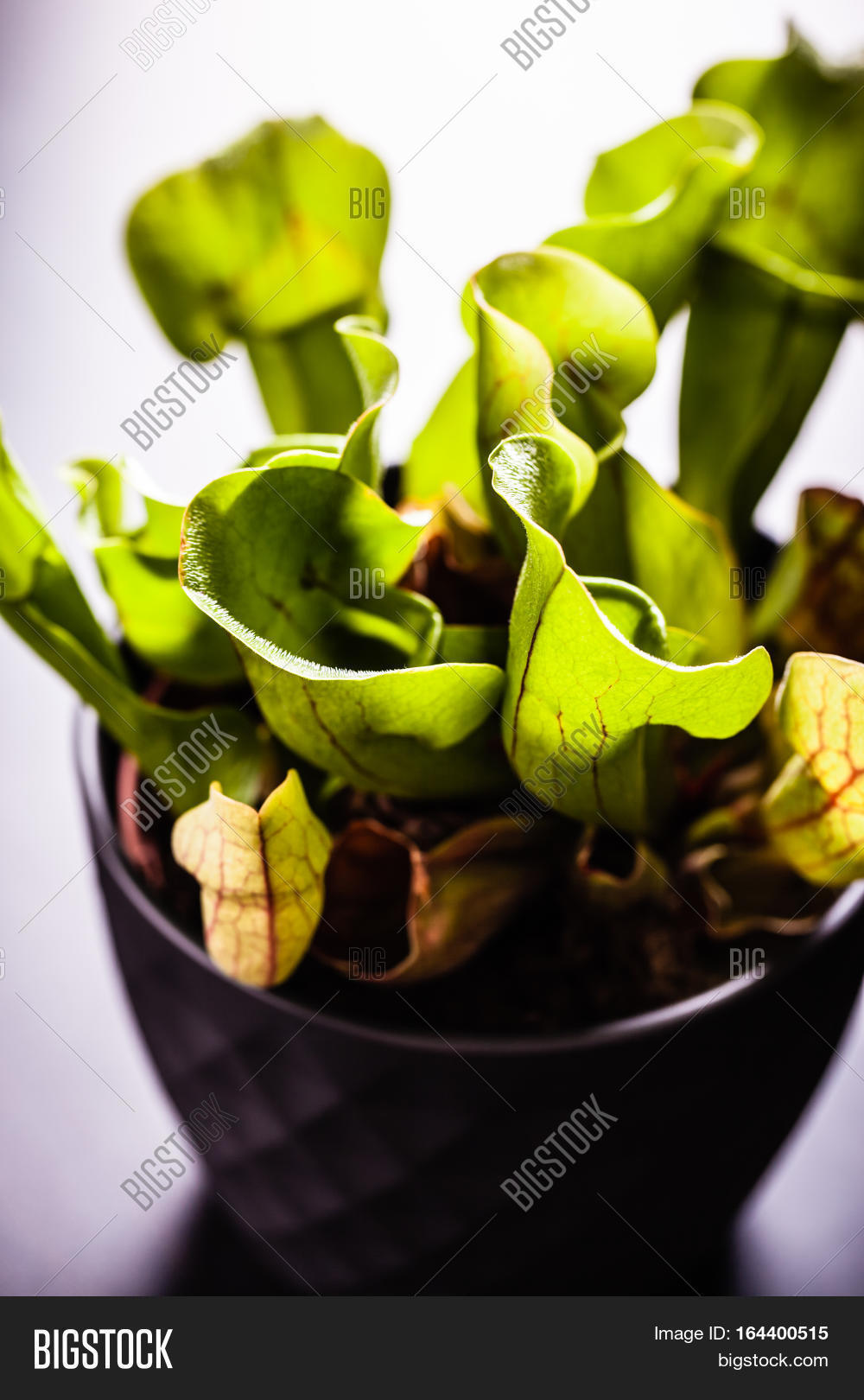 Potted Sarracenia Image & Photo (Free Trial) Bigstock