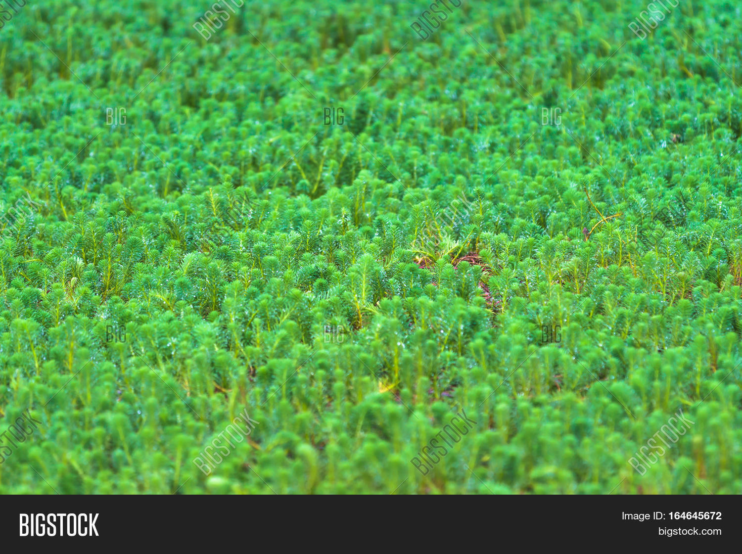 Green Algae Growing On Image & Photo (Free Trial) Bigstock