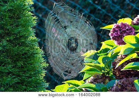 The spider's web or cobweb close up with colorful background.