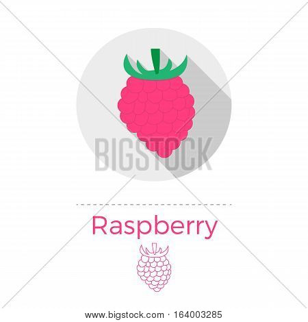 Raspberry vector illustration in flat design style with long shadow. Round shape, isolated on white background. Thin line icon included.