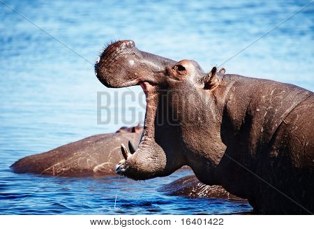Hippo sauvage, la rivière Chobe, Botswana