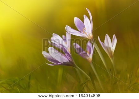 View of magic blooming spring flowers crocus growing from fresh grass in wildlife. Beautiful macro photo of wildgrowing crocus