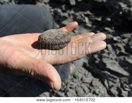 Ammonite - fossil mollusk.  Ammonites lived in the ancient ocean 175 million years ago. Bajocian.
