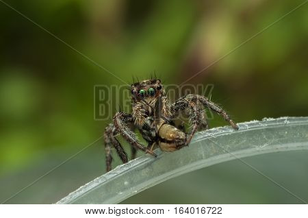 Jumping spider on a white background beautiful eyes
