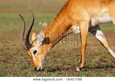 Antilopi kob Uganda nella savana africana