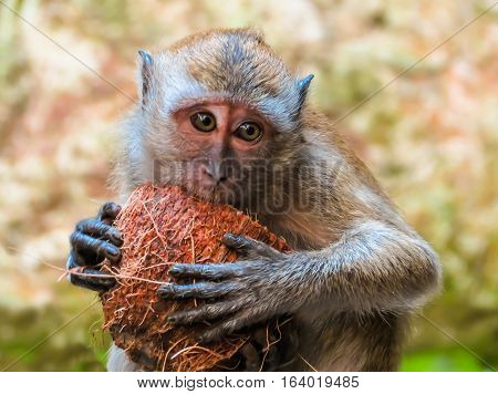 Macaque monkey or Macaca fascicularis, one of a great number of the wild macaques living in Batu Caves. Kuala Lumpur, Malaysia. Selective focus