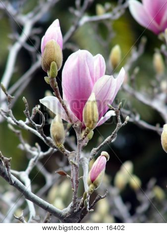 Blomstrende Magnolia