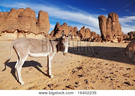 Szamarak, a Szahara sivatag, Tassili N'Ajjer, Algéria