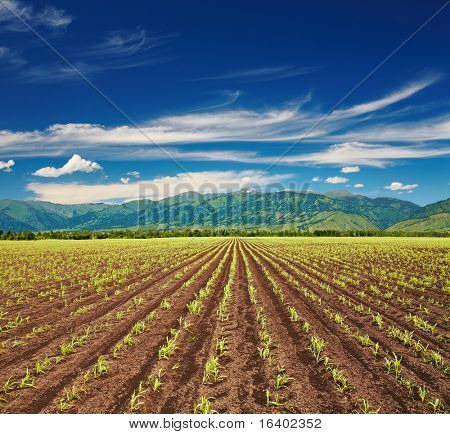 Blick auf Feld mit sprießen Pflanzen und blauer Himmel