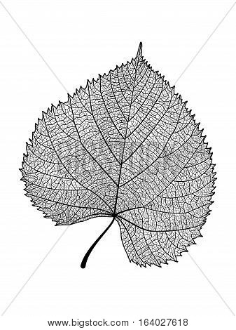 Leaf isolated . Vector illustration .EPS 10