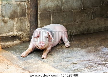 Big Pig Lay Down On The Floor In Hoven Farm