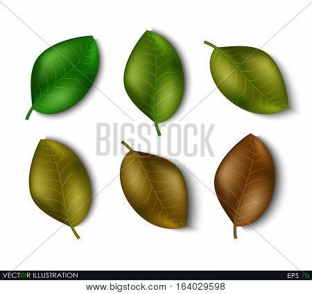 Set of leaves different shades design elements. Green sprout green leaves symbol vector icon set. Ecological theme. Greenery. Eco. Vector Illustration.