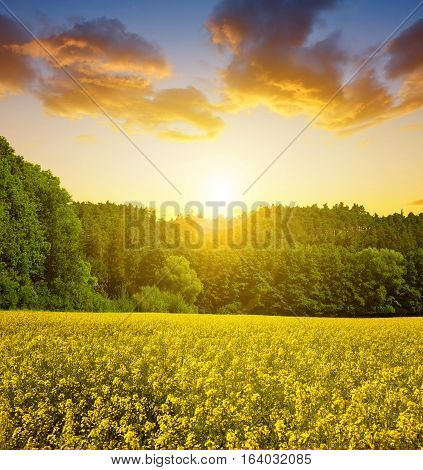 Field of rapeseed in the sunset. Blooming canola flowers in spring landscape.