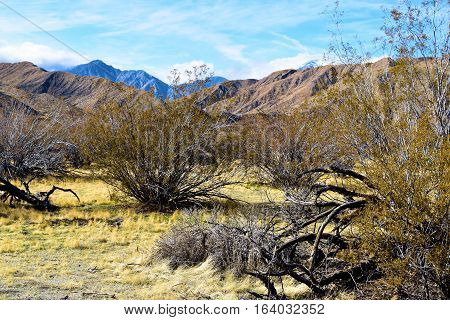 Creosote Plants which is a prominent desert shrub with mountains beyond taken near Palm Springs, CA