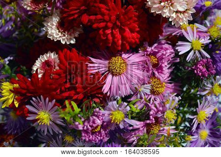 Photo closeup by bouquet of white and red dahila and lilac and pink daisy.