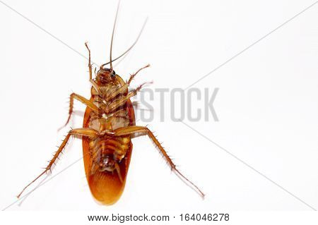 Cockroach ISOLATED IN WHITE BACKGROUND. Cockroach DIE ISOLATED.