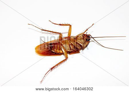 Cockroach ISOLATED IN WHITE BACKGROUND. Cockroach DIE ISOLATED.