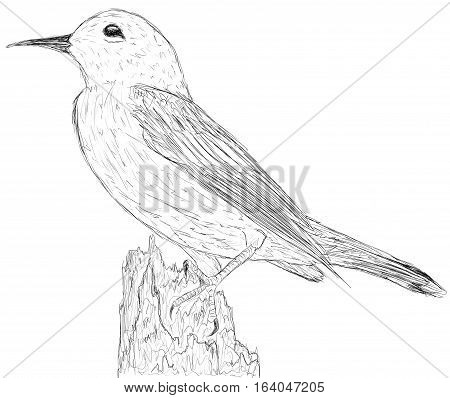 ILLUSTRATION BIRD ON WHITE BACKGROUND. LINE ART ILLUSTRATION 