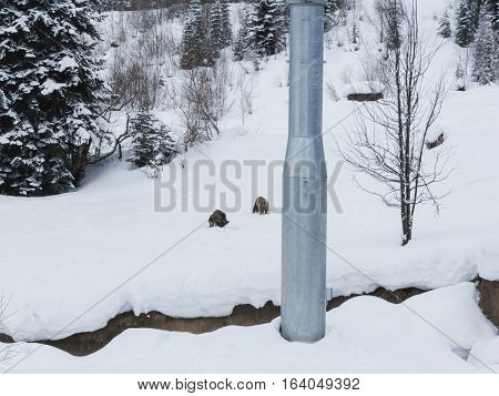 Winter in Greater Caucasus Mountains. Two Brown bear cubs playing. Georgia (country). Mestia ski resort. Svaneti (Svanetia) region of Georgia.