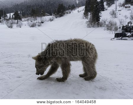 Winter in Greater Caucasus Mountains. Two Brown bear cubs playing. Georgia (country). Mestia ski resort. Svaneti (Svanetia) region of Georgia.