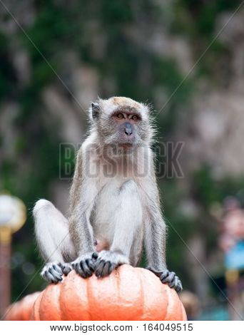 A monkey perches on the staircase at Batu Caves in Malaysia.