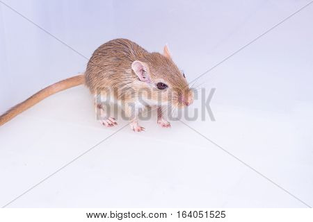 Mongolian Gerbil, Desert Rat