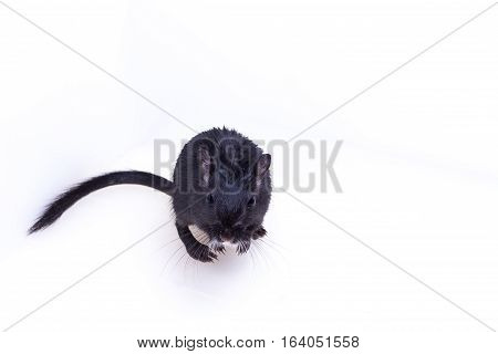 Mongolian Gerbil, Desert Rat
