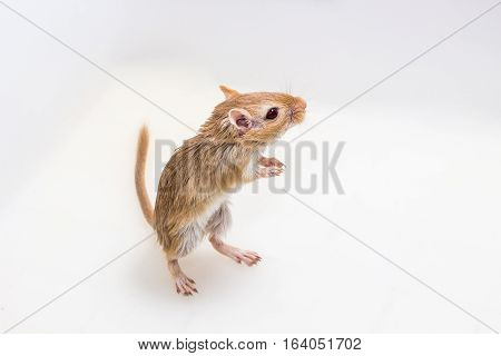 Mongolian Gerbil, Desert Rat