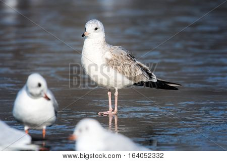 Common gull (Larus canus) on frozen lake