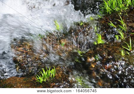 Green vegetation growing in a stream within the Wuyishan or Mount wuyi scenic area in Wuyi China in fujian province.