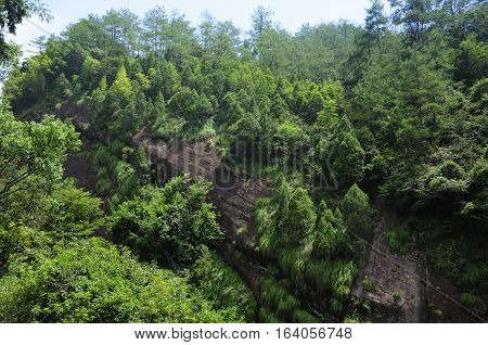 Bamboo and pine trees growing on a rocky cliff within the Wuyishan or Mount wuyi scenic area in Wuyi China in fujian province.