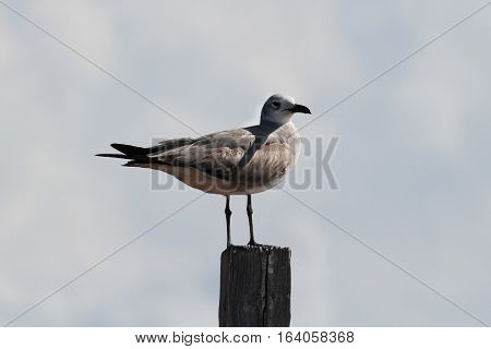 Lonely bird at the pier - Sunny