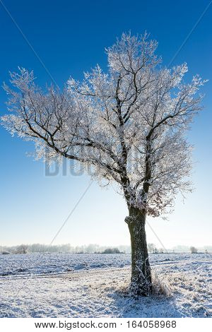 Single Tree With Branches Covered By Frost In Front Of Sun
