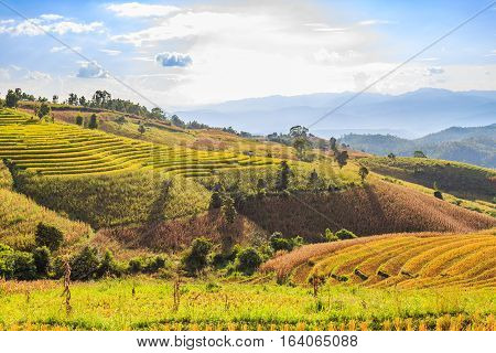 Terraced Rice Field