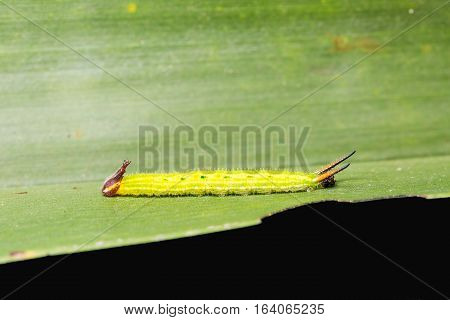 Common Palmfly Caterpillar