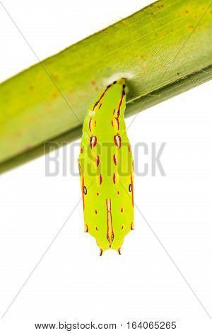 Common Palmfly Pupa