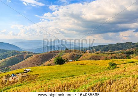 Terraced Rice Field