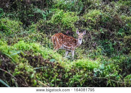 Spotted deer in the green bushes. Chitwan, Nepal
