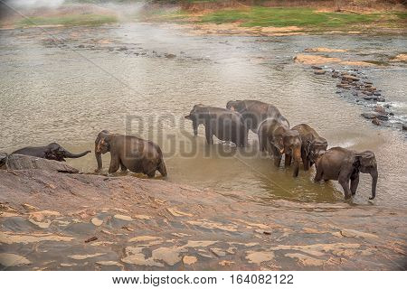 Sri Lanka: group of elephants in drinking and be bathing place, Pinnawala, the largest herd of captive elephants in the world