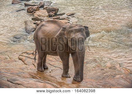 Sri Lanka: group of elephants in drinking and be bathing place, Pinnawala, the largest herd of captive elephants in the world